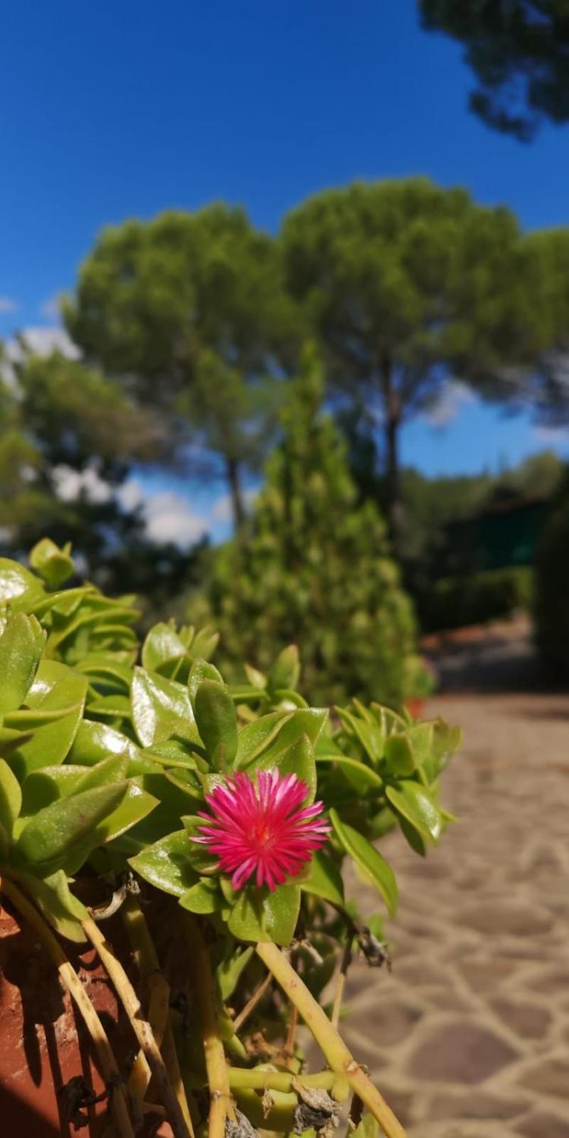 Villa Santa Margherita - La Suvera Ponte A Bozzone Exterior foto